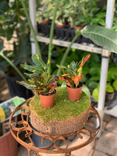 Load image into Gallery viewer, 2" Colorful Foliage Mix