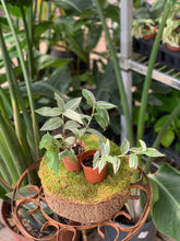 Load image into Gallery viewer, 2" Tradescantia Mix