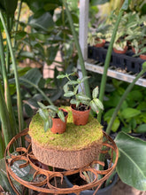 Load image into Gallery viewer, 2" Tradescantia Mix