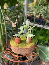 Load image into Gallery viewer, 2" Tradescantia Mix