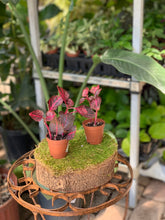 Load image into Gallery viewer, 2" Colorful Foliage Mix