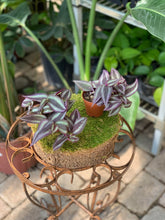 Load image into Gallery viewer, 2" Colorful Foliage Mix