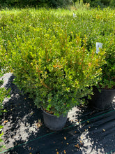 Load image into Gallery viewer, Boxwood 'Northland Compact'