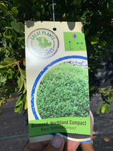 Load image into Gallery viewer, Boxwood 'Northland Compact'