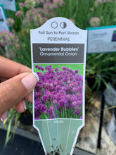 Load image into Gallery viewer, Allium 'Lavender Bubbles'