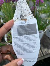 Load image into Gallery viewer, Allium 'Serendipity'