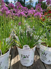 Load image into Gallery viewer, Allium 'Serendipity'