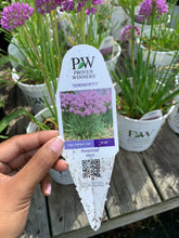 Load image into Gallery viewer, Allium 'Serendipity'