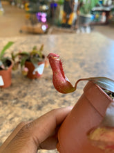 Load image into Gallery viewer, Nepenthes 'Bloody Mary'