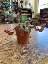 Load image into Gallery viewer, Nepenthes 'Bloody Mary'
