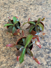 Load image into Gallery viewer, Nepenthes 'Bloody Mary'