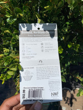 Load image into Gallery viewer, Boxwood 'Northland Compact'
