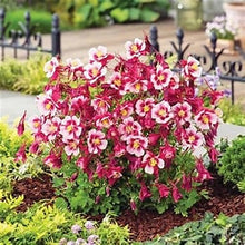 Load image into Gallery viewer, Aquilegia 'Columbine'