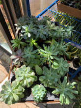 Load image into Gallery viewer, 2" Assorted Echeveria