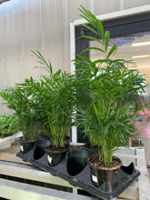 Load image into Gallery viewer, Palm 'Elegans'