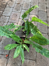 Load image into Gallery viewer, Philodendron 'Ring of Fire'