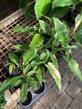 Load image into Gallery viewer, Philodendron 'Ring of Fire'