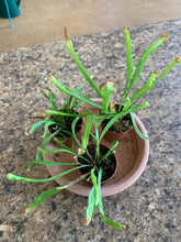 Load image into Gallery viewer, Sarracenia Carnivorous Plant 'Sar Judith'