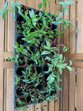 Load image into Gallery viewer, 2" Tradescantia Mix