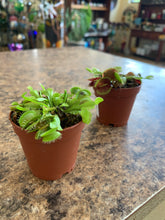 Load image into Gallery viewer, Dionaea Muscipula 'Venus Fly Trap'