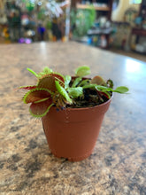 Load image into Gallery viewer, Dionaea Muscipula 'Venus Fly Trap'