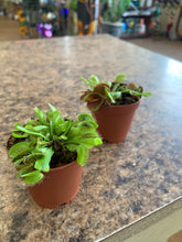 Load image into Gallery viewer, Dionaea Muscipula 'Venus Fly Trap'