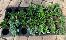 Load image into Gallery viewer, 2&quot; Assorted Crassula Ovata
