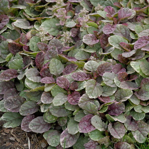 Ajuga Reptans