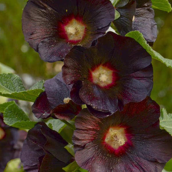 Alcea Rosea 'Mars Magic'