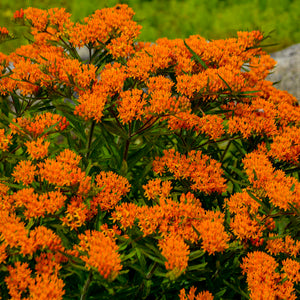 Asclepias tuberosa 'Butterfly Flower'