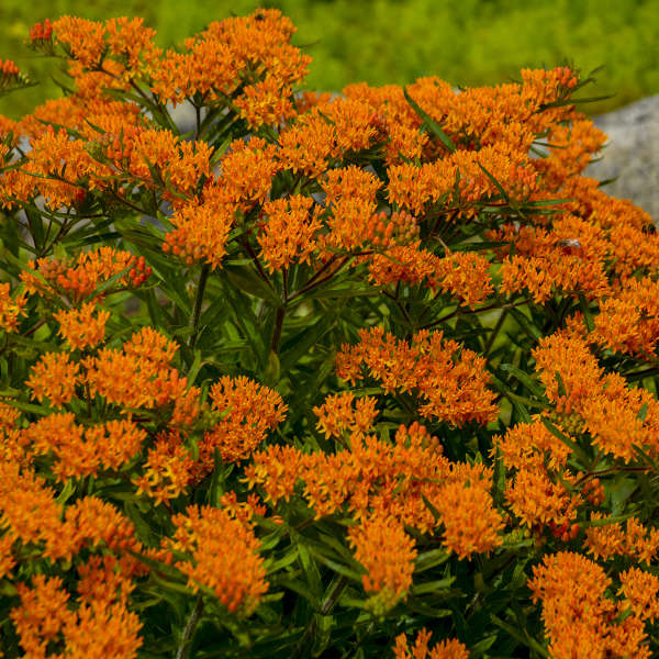 Asclepias tuberosa 'Butterfly Flower'