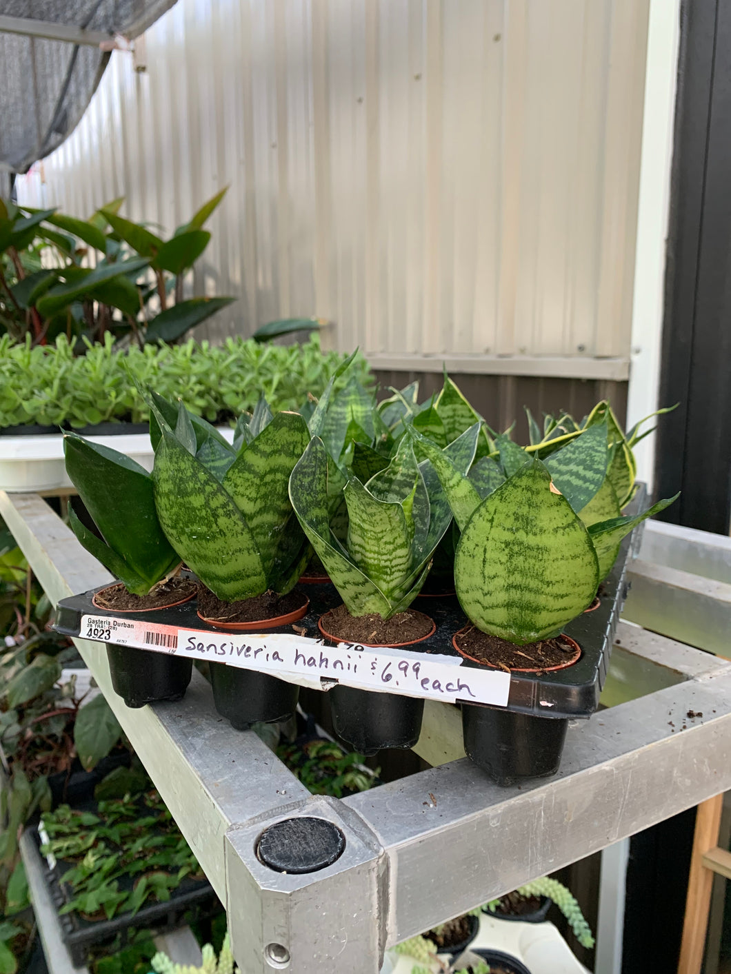 Sansevieria 'Hahnii'