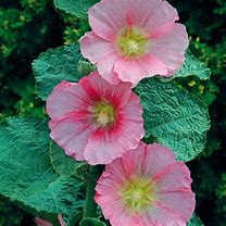 Alcea Nigra 'Radiant Rose'