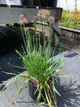 Load image into Gallery viewer, Allium &#39;Lavender Bubbles&#39;
