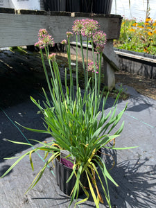 Allium 'Lavender Bubbles'