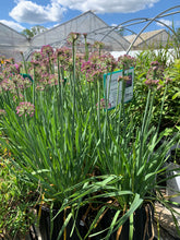 Load image into Gallery viewer, Allium &#39;Lavender Bubbles&#39;
