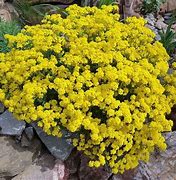 Alyssum 'Moutain Gold'