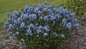 Amsonia 'Storm Cloud'