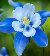 Aquilegia 'Columbine'