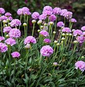 Armeria 'Vivid Dreams Sea Drift'