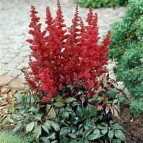 Astilbe 'Fanal'