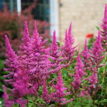 Astilbe 'Maggie Daley'