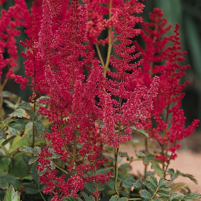 Astilbe 'August Light'