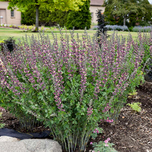 Baptisia 'Grape Escape'