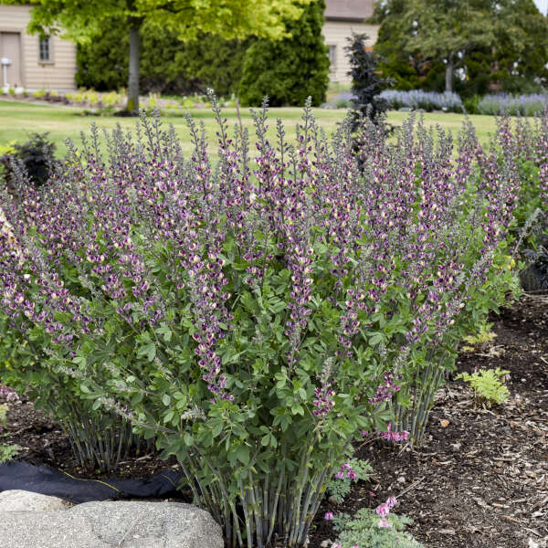 Baptisia 'Grape Escape'