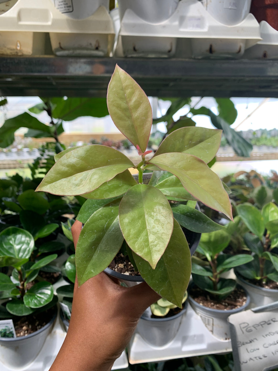 Variegated Barbados 'Gooseberry'