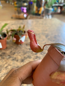 Nepenthes 'Bloody Mary'