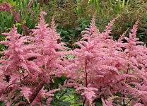 Astilbe 'Bressingham Beauty'