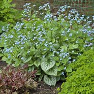 Load image into Gallery viewer, Brunnera &#39;Jack Frost&#39;
