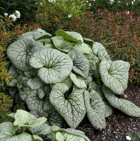 Brunnera 'Sterling Silver'